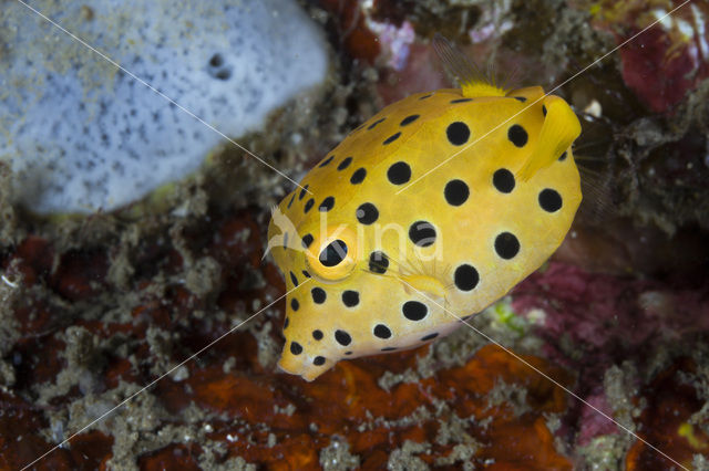 Geelbruine Koffervis (Ostracion cubicus)