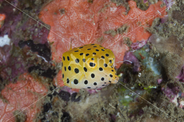 Yellow boxfish (Ostracion cubicus)