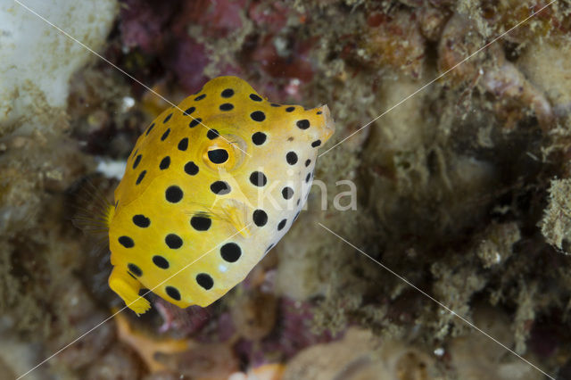 Yellow boxfish (Ostracion cubicus)