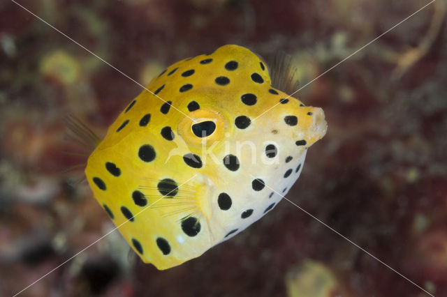 Yellow boxfish (Ostracion cubicus)