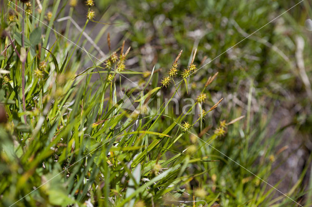 little green sedge (Carex viridula)
