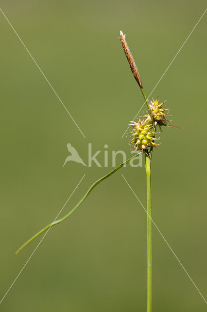 little green sedge (Carex viridula)