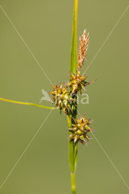 little green sedge (Carex viridula)