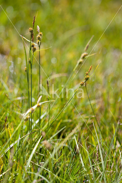 little green sedge (Carex viridula)