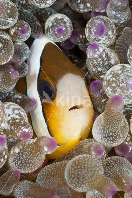 Geelstaart anemoonvis (Amphiprion clarkii)