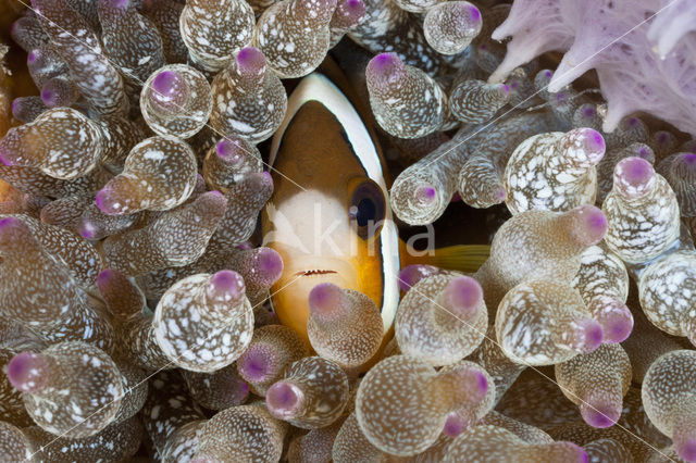 Yellowtail clownfish