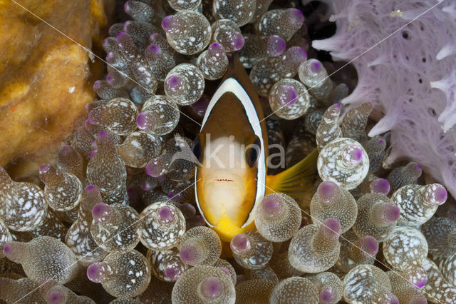 Geelstaart anemoonvis (Amphiprion clarkii)