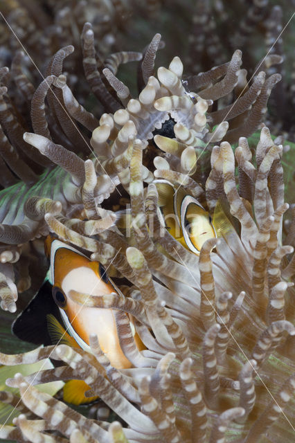 Geelstaart anemoonvis (Amphiprion clarkii)