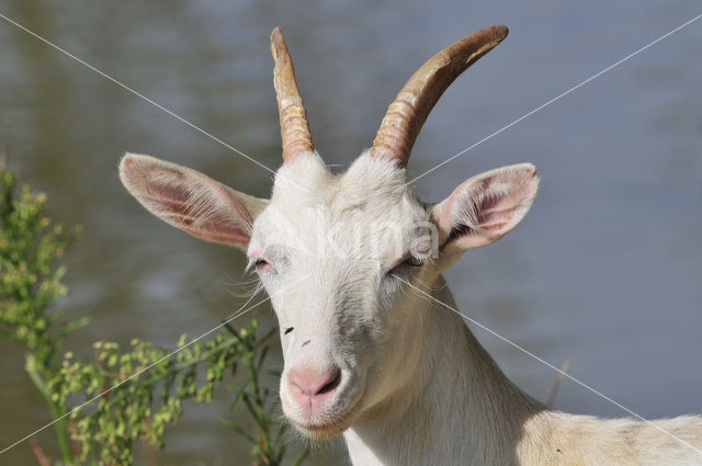 Goat (Capra spec.)