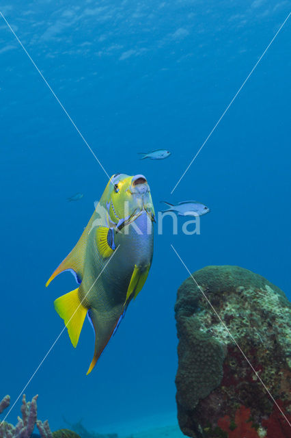 Gekroonde engelvis (Holacanthus ciliaris)