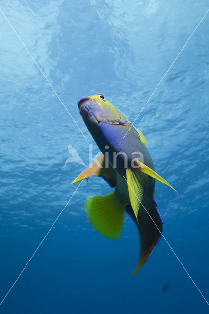 Queen angelfish (Holacanthus ciliaris)