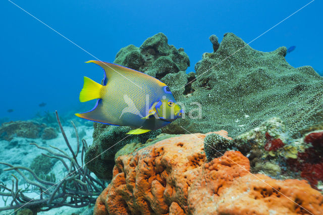 Queen angelfish (Holacanthus ciliaris)