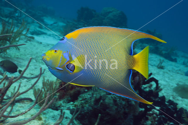 Queen angelfish (Holacanthus ciliaris)