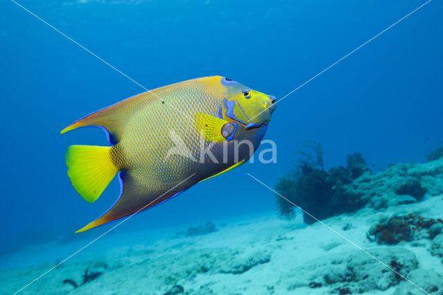 Gekroonde engelvis (Holacanthus ciliaris)