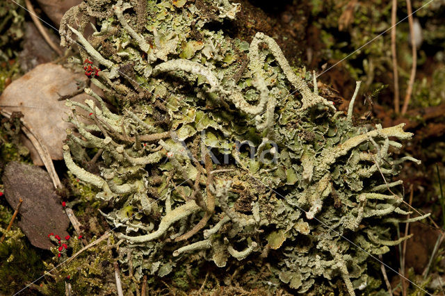 Gevingerd bekermos (Cladonia digitata)