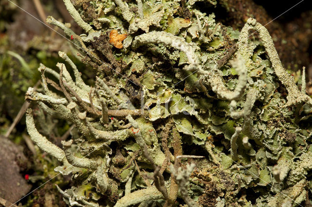 Gevingerd bekermos (Cladonia digitata)