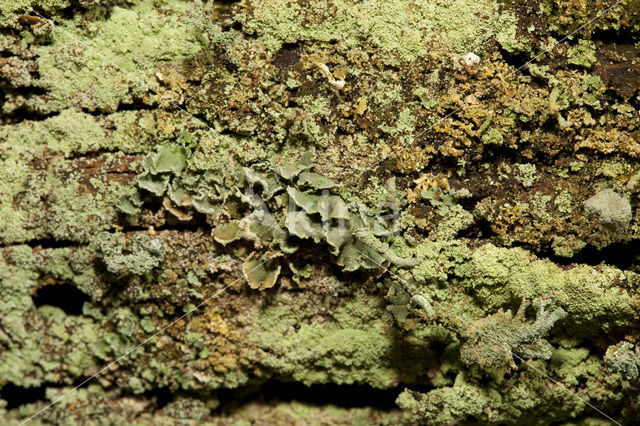 Gevingerd bekermos (Cladonia digitata)