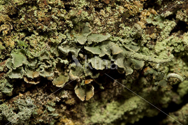 Gevingerd bekermos (Cladonia digitata)