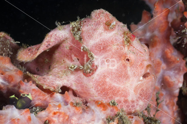 Painted frogfish