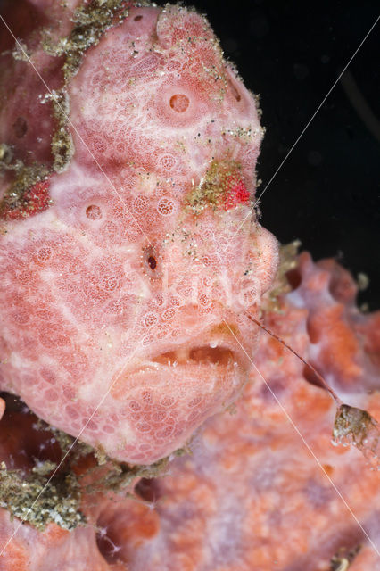 Painted frogfish