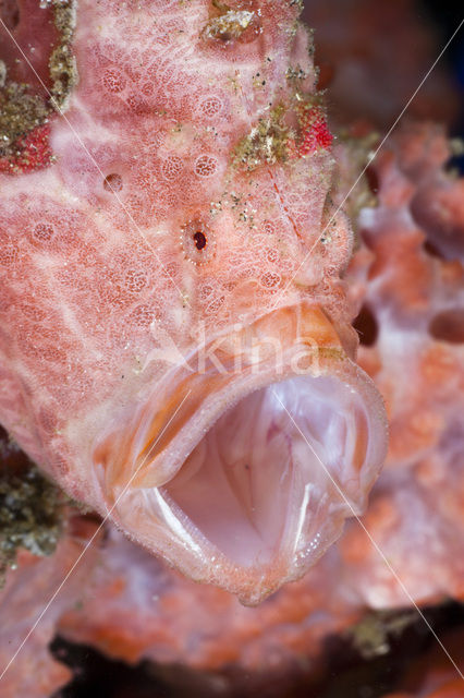 Gevlekte Hengelaarsvis (Antennarius pictus)