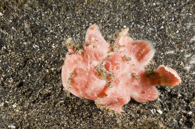 Gevlekte Hengelaarsvis (Antennarius pictus)