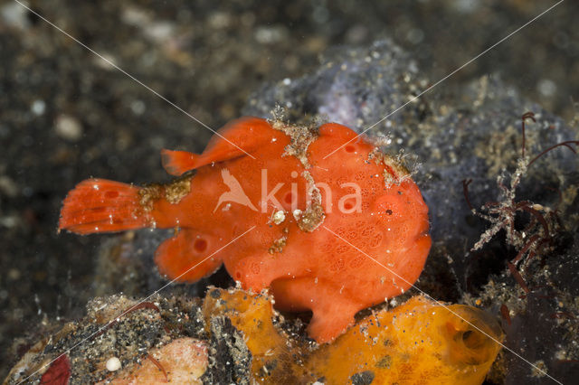 Painted frogfish