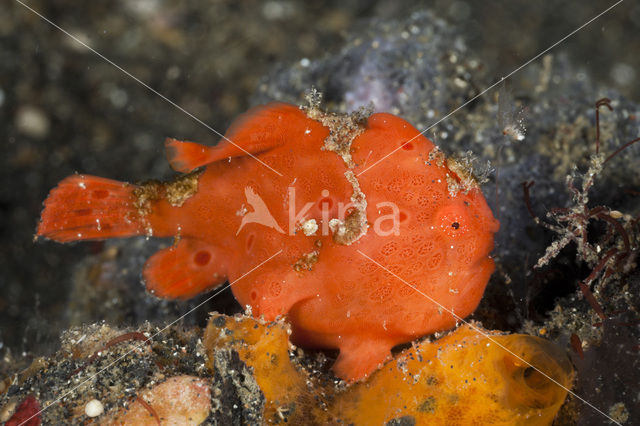 Gevlekte Hengelaarsvis (Antennarius pictus)