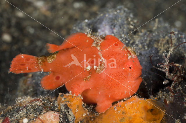 Painted frogfish