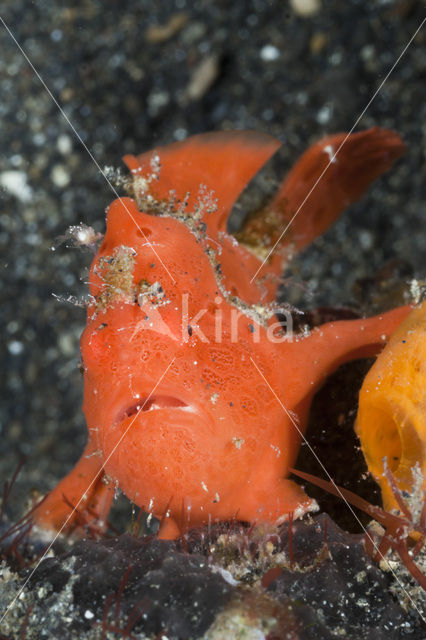 Gevlekte Hengelaarsvis (Antennarius pictus)