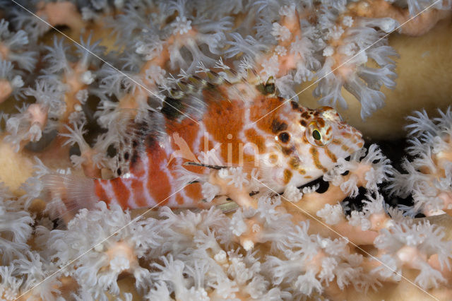 Spotted hawkfish (Cirrhitichthys aprinus)