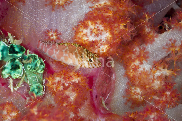 Gevlekte koraalklimmer (Cirrhitichthys aprinus)