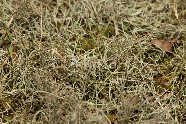 Many-forked cladonia (Cladonia furcata)