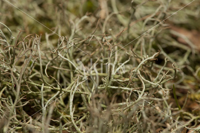 Many-forked cladonia (Cladonia furcata)