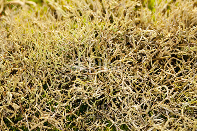 Many-forked cladonia (Cladonia furcata)