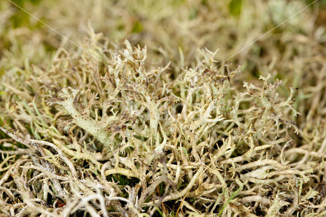 Many-forked cladonia (Cladonia furcata)