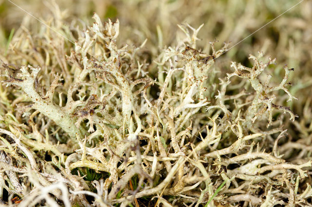 Many-forked cladonia (Cladonia furcata)