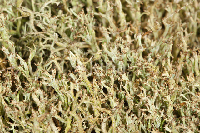 Many-forked cladonia (Cladonia furcata)