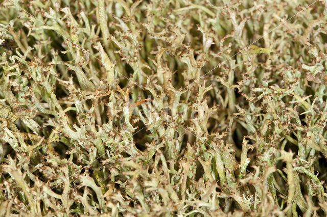 Gevorkt heidestaartje (Cladonia furcata)