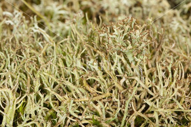 Many-forked cladonia (Cladonia furcata)