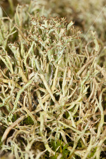 Many-forked cladonia (Cladonia furcata)