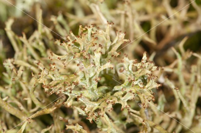 Many-forked cladonia (Cladonia furcata)