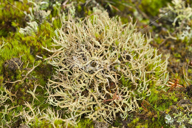 Many-forked cladonia (Cladonia furcata)