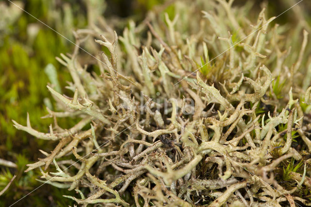 Gevorkt heidestaartje (Cladonia furcata)
