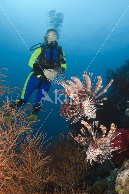 Gewone Koraalduivel (Pterois volitans)