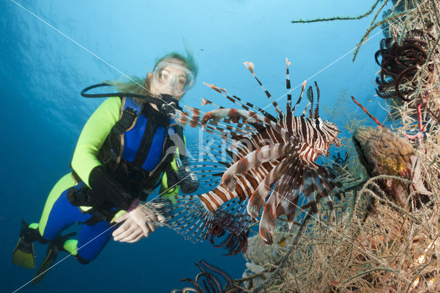 Gewone Koraalduivel (Pterois volitans)