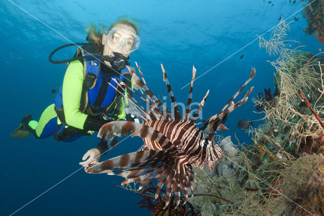 Gewone Koraalduivel (Pterois volitans)