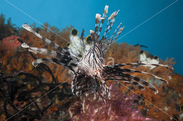 Gewone Koraalduivel (Pterois volitans)