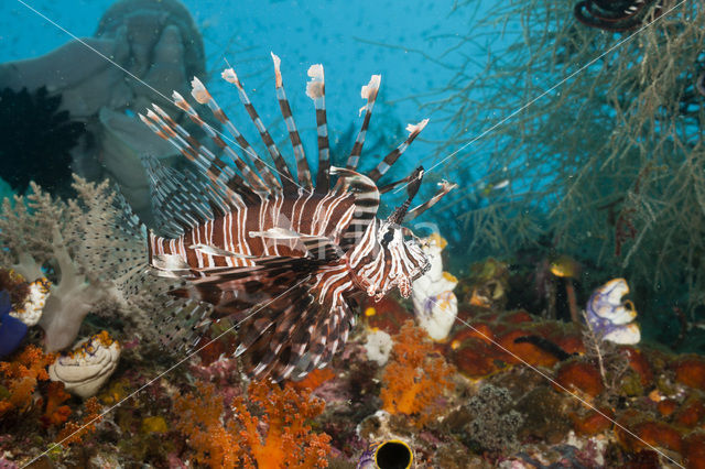 Gewone Koraalduivel (Pterois volitans)