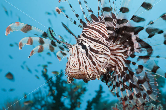 Gewone Koraalduivel (Pterois volitans)